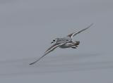 Red Phalarope