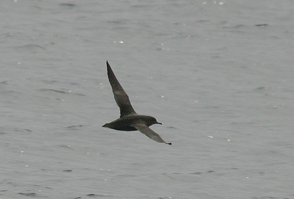 Sooty Shearwater