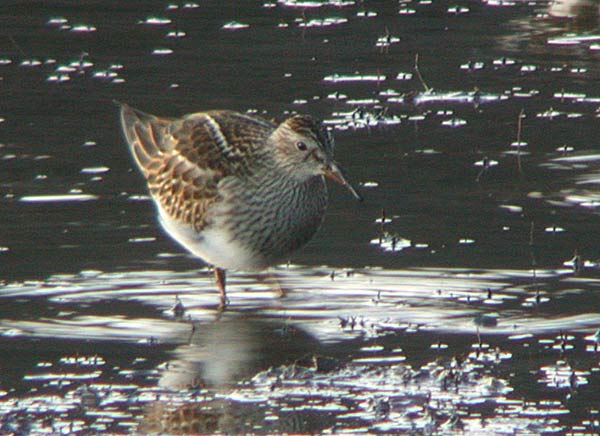 Pectoral Sandpiper