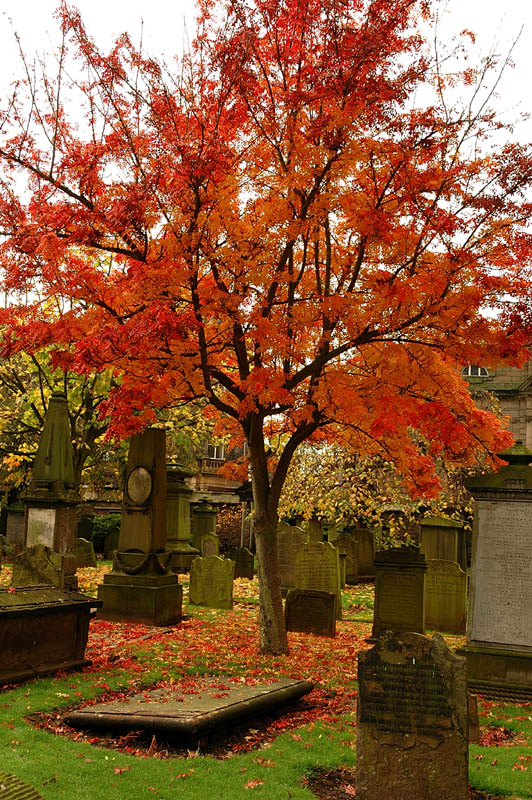 The Howff In Autumn.