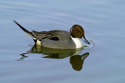 Pintail Pool