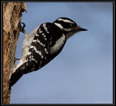 Downy woodpecker