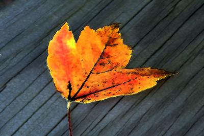 : Filtered Fall Leaf :