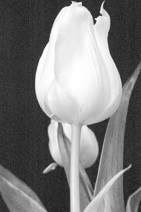 : Tulip in Black & White :