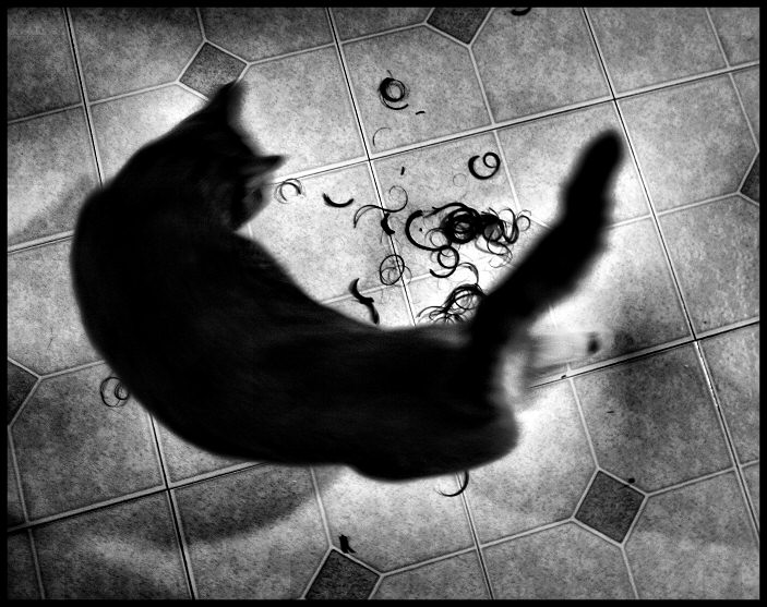 Haircat1101