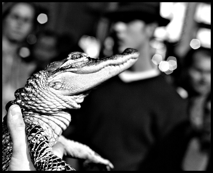 Reptile