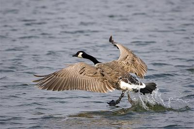 goose-2.jpg