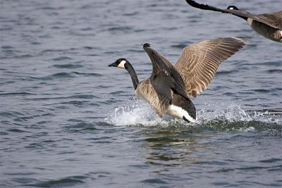 goose-4.jpg