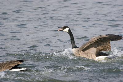 goose5.jpg