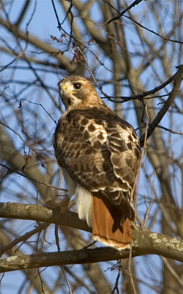 REDTAIL.jpg