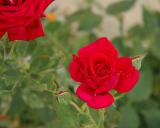 Red, red rose!