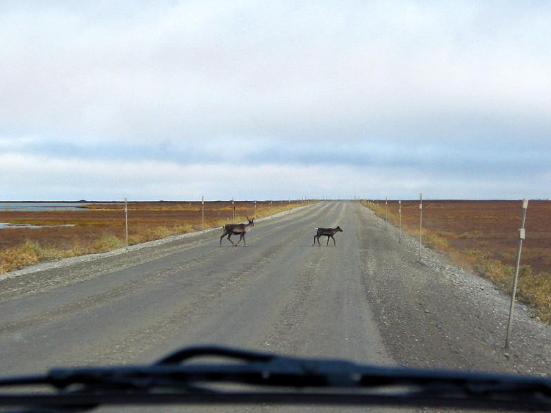 Caribou crossing