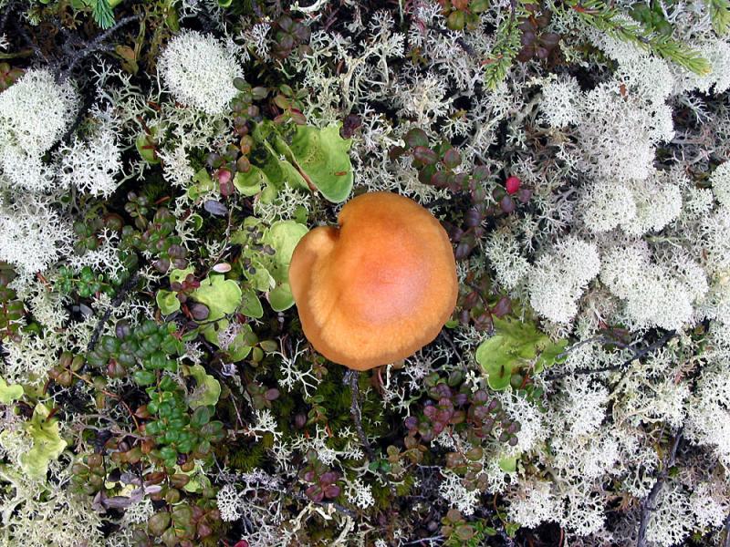 Tundra mushroom