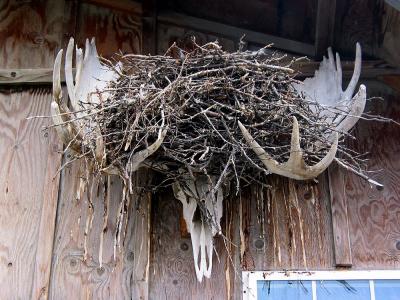 Antlers' nest
