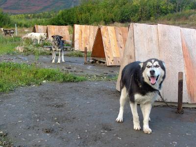 Working dog lot