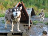 Malamute dog lot