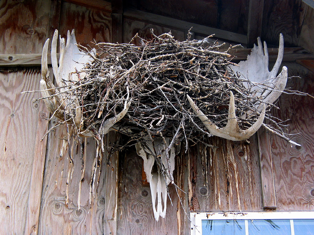 Antlers nest