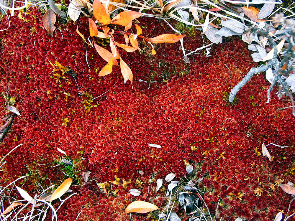 Autumn on the tundra