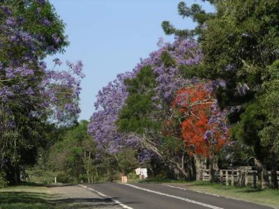 new_england_and_dorrigo_np