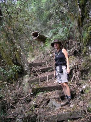 New_England_Lyrebird Walk.JPG