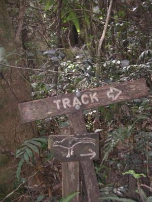 Lyrebird_track.JPG