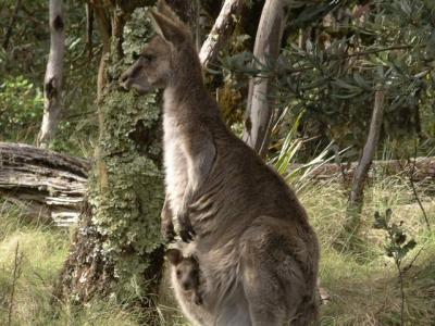 Kangaroo_and_joey.JPG