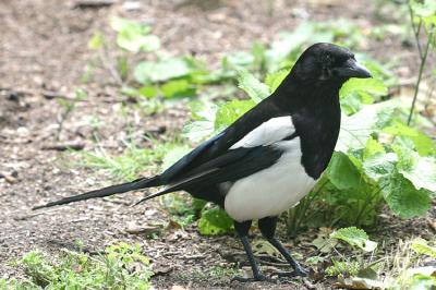 Pica Pica Magpie Ekster