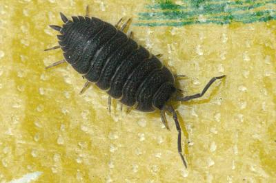 Porcellio scaber Rough woodlouse Ruwe pissebed