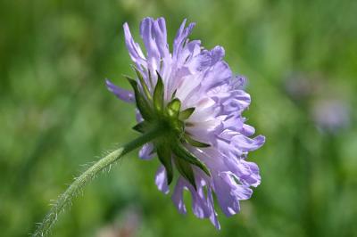 Knautia arvensis Field scabious Beemdkroon