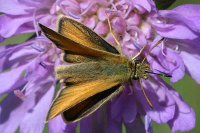 Adopaea (Thymelicus) sylvestris Geelsprietdikkopje