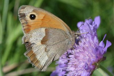 Maniola jurtina Meadow brown Bruin zandoogje, vrouw 