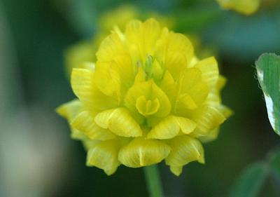 Trifolium campestre SchreberHop CloverLiggende klaver