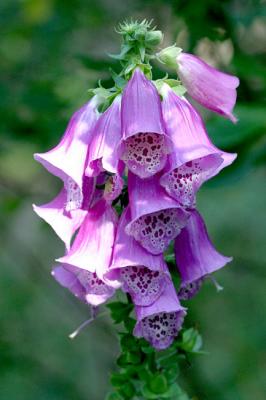 Digitalis purpureaFoxgloveGewoon Vingerhoedskruid