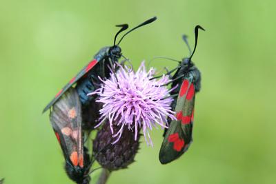 Zygaena trifoliiFive-spot BurnetVijfvlek-sint-jansvlinder 