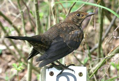Turdus merula Blackbird Merel