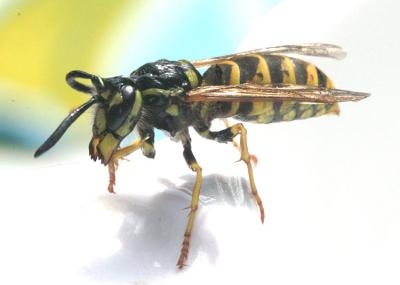 Vespula vulgaris Common wasp Gewone wesp