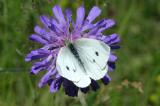 Pieris Rapae <br>Cabbage white <br> Klein koolwitje