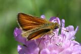 Adopaea (Thymelicus) sylvestris Geelsprietdikkopje
