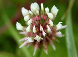Trifolium repens<br>White clover<br>Witte klaver