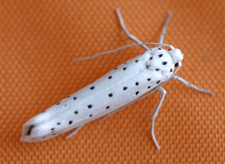 Yponomeuta-evonymellus <br>Bird-cherry Ermine<br> Pruimenspinselmot
