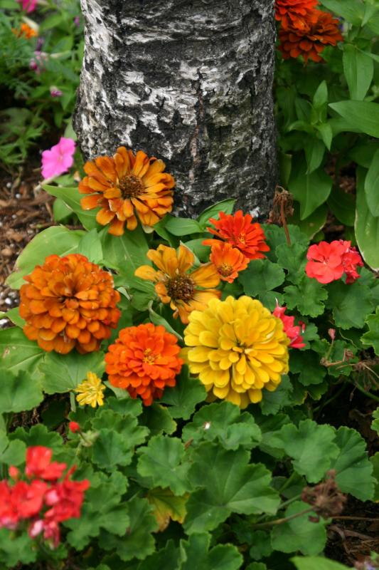 Zinnias - Street Garden at Marumi Restaurant