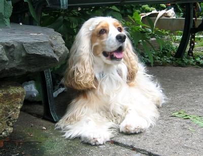 Shanti (Peace in Sanskrit I'm Told) in the LaGuardia Place Community Garden