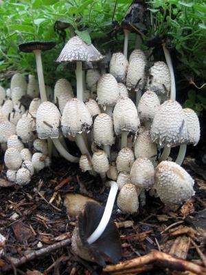 Mushrooms WSP
