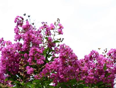 Lagerstroemia indica or Crape Myrtle Tree  