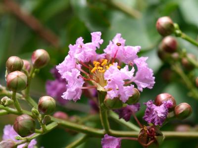Lagerstroemia or Crape Myrtle Pink Blossom