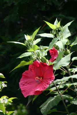 A Giant Red Pancake Hibiscus