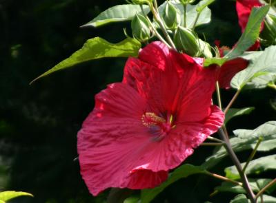 A Giant Red Pancake Hibiscus