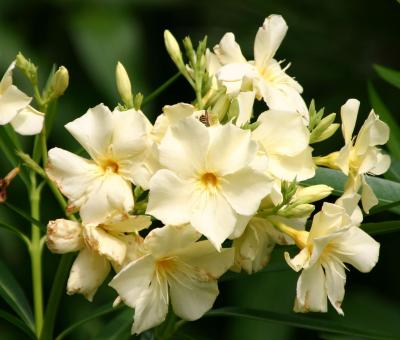 Vanilla Oleander LPCG