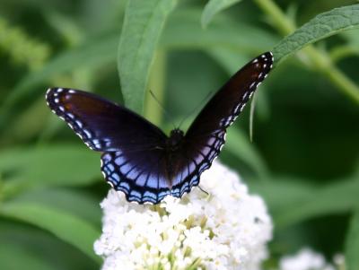 Butterfly on a Buddleja Bloom WSP