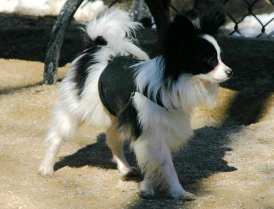 Pappillon Paulette at the Washington Square Park Small Dog Run